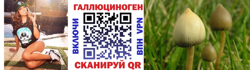 mega вход Северская Галлюциногенные грибы Psilocybe